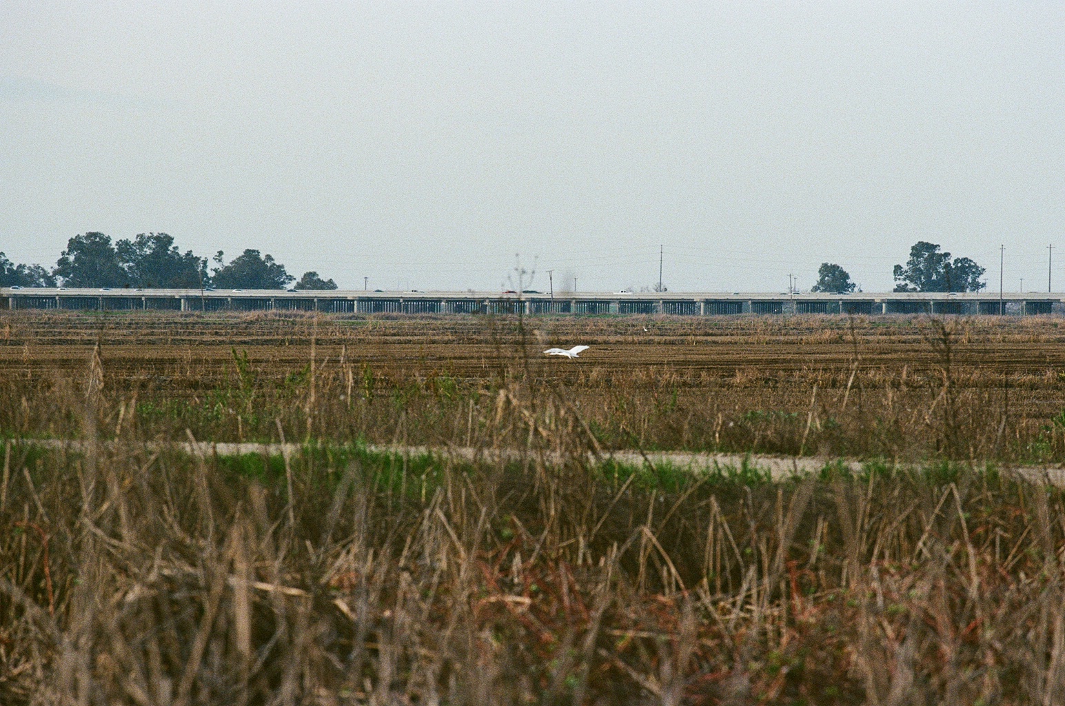 Illustration of the Yolo Basin showing flooded fields, birds in flight, and rice growing in summer